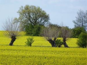Die Rapsblüte und die Kopfweiden gehören im Frühjahr zum charakteristischen Landschaftsbild - Bild 14: Böhrs Hoff Fehmarn Ferienwohnung im Landhausstil ideal für Hundebesitzer