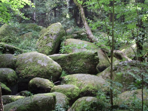 Bild 15: Schöne Ferienwohnung im Naturpark Oberpfälzer Wald! Gerne mit Hund(en)!