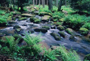 Bild 14: Schöne Ferienwohnung im Naturpark Oberpfälzer Wald! Gerne mit Hund(en)!