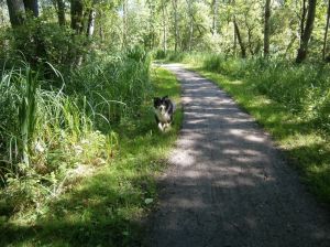 nur 10 Minuten von der Wohnung entfernt ist der Hemmelsdorfer See mit einem Netz von tollen Wanderwegen. Ein schönes Auslaufgebiet für Hunde - Bild 28: Fewo bis 4 Personen - mit kostenlosem Schwimmbad in Timmendorfer Strand