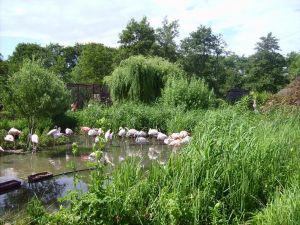 muss man gesehen haben- ein wunderschön angelegter Tierpark - Bild 30: Fewo bis 4 Personen - mit kostenlosem Schwimmbad in Timmendorfer Strand