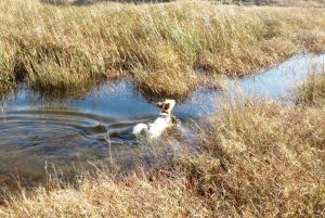 Bild 20: Les Salines, mit Hund am Strand, in den Dünen Lindbergh-Plage