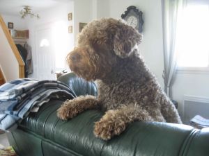 Bild 8: Les Salines, mit Hund am Strand, in den Dünen Lindbergh-Plage