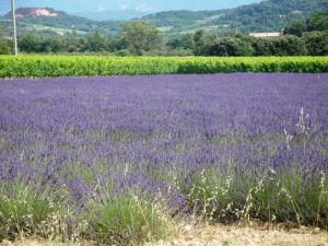 Bild 38: Ferienhaus in Südfrankreich Provence mit Pool bei St. Remy de Provence