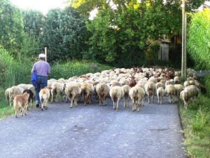 Bild 29: Ferienhaus in Südfrankreich Provence mit Pool bei St. Remy de Provence