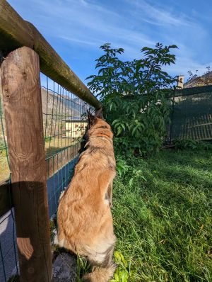 Bild 4: hundefreundliches Haus Giulia mit eingez. Garten Oberitalien