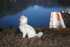 Bild 22: hundefreundliches Haus Giulia mit eingez. Garten Oberitalien
