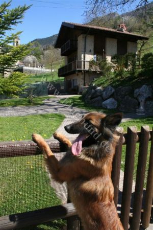 eingezäunter Garten - Bild 7: hundefreundliches Haus Giulia mit eingez. Garten Oberitalien