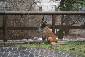 Bild 18: hundefreundliches Haus Giulia mit eingez. Garten Oberitalien