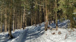 Bild 20: Waldhaus Sonnenberg Fewo 1, der Traum von absoluter Ruhe und Erholung