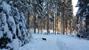 Bild 19: Waldhaus Sonnenberg Fewo 1, der Traum von absoluter Ruhe und Erholung