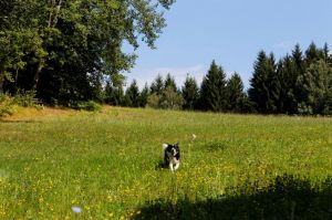 Bild 9: Waldhaus Sonnenberg Fewo 1, der Traum von absoluter Ruhe und Erholung