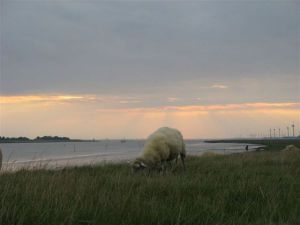 Bild 35: Schicke Fewo an der südlichen Nordseeküste-Ostfriesland