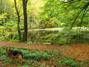 Bild 43: Schicke Fewo an der südlichen Nordseeküste-Ostfriesland
