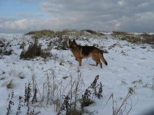Bild 47: Schicke Fewo an der südlichen Nordseeküste-Ostfriesland