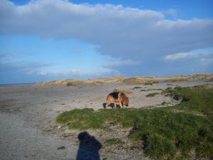 Bild 29: Schicke Fewo an der südlichen Nordseeküste-Ostfriesland