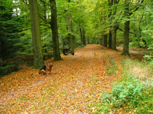Bild 41: Schicke Fewo an der südlichen Nordseeküste-Ostfriesland