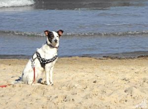 darf die ganze Familie :-) - Bild 11: A49 Rügen, modern-gemütliche Fewo mit dem Strand fast vor der Haustür