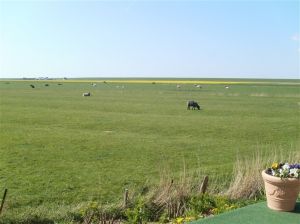 Der Blick über Land bis zum 1 km entfernten Deich. Ruhe pur - Bild 10: Radmokerhus Nordseeinsel Pellworm
