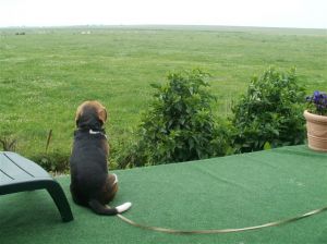 Unser Beagle Baxter - Bild 5: Radmokerhus Nordseeinsel Pellworm