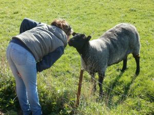 Man kann einige Schafe streicheln - Bild 14: Radmokerhus Nordseeinsel Pellworm