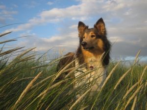 Bild 34: Zeeland Strandhaus - Ihr Ferienhaus direkt an Meer & Strand!