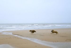 Bild 35: Zeeland Strandhaus - Ihr Ferienhaus direkt an Meer & Strand!