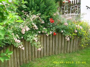 Bild 4: Urlaub an der Mosel mit Hund