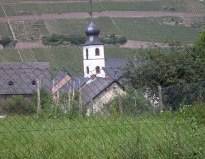Ihre Aussicht zum Kirchturm und zum Brauneberg - Bild 29: Urlaub an der Mosel mit Hund