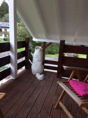 Bild 13: Ferienwohnung Haus Maria Hochschwarzwald