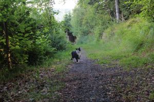Unser Kater Sylvester - Bild 15: Ferienwohnung Haus Maria Hochschwarzwald