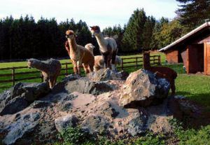 Ein Ausflug zu den Alpakas;
ein besonderes Erlebnis - Bild 9: Ferienwohnung "Am Hemberg" (Region Diemelsee)