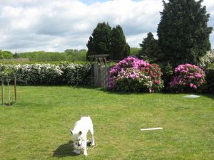Über 1000 qm Grundstück. Für Hunde eingezäunt plus Hecke rundherum. Wir haben selber 2 große Hunde, wovon der eine ein "erfindungsreicher Ausbrecher" ist. Der testet unsere Grundstücke auf Ausbruchsicherheit! ;-) - Bild 7: Top-Haus, Ostsee, Lübecker Bucht, Meerblick Hunde