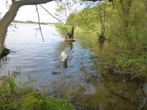 10 Minuten Fußweg zum Schmachter See - Bild 15: Kinder- u. hundefeundliches Ferienhaus in Binz, hell u. modern, mit Garten
