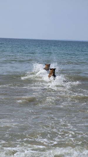 Bild 15: Ferienhaus "Strandmöwe" nur 50 m vom Strand entfernt in Denneville.