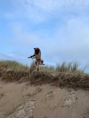 Bild 5: Ferienhaus "Strandmöwe" nur 50 m vom Strand entfernt in Denneville.