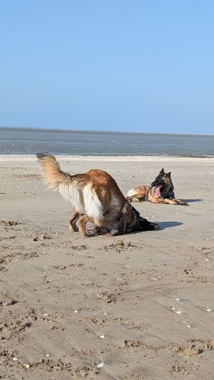 Bild 12: Ferienhaus "Strandmöwe" nur 50 m vom Strand entfernt in Denneville.