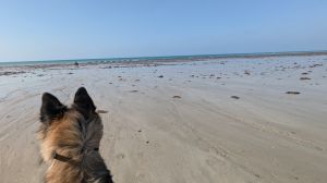 Bild 4: Ferienhaus "Strandmöwe" nur 50 m vom Strand entfernt in Denneville.