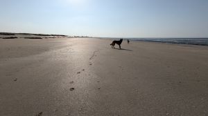 Bild 11: Ferienhaus "Strandmöwe" nur 50 m vom Strand entfernt in Denneville.