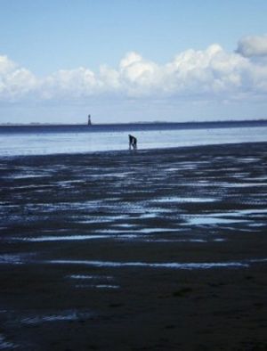 Haben Sie schon einmal an einer Watt Wanderung teilgenommen? - Bild 15: Haus am Fluß, Garten, Nordseenähe, Familien,Paare,Singles, Hund kostenlos