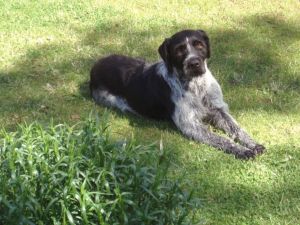 Hunde sind bei uns herzlich willkommen - Bild 12: Haus am Fluß, Garten, Nordseenähe, Familien,Paare,Singles, Hund kostenlos