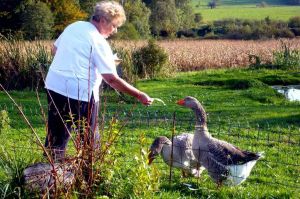 Gänse - Bild 15: Ferienhaus Domaine du Val des Ragondins im Burgund