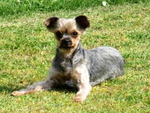 Bild 16: Les Sablons: Ferienhaus mit Hund am Strand Lindbergh-Plage : Sea-n-Dogs