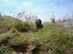 Bild 20: Les Sablons: Ferienhaus mit Hund am Strand Lindbergh-Plage : Sea-n-Dogs