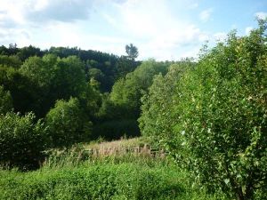 Blick ins Grüne - Bild 23: Ferienwohnung Delattre in der Südeifel