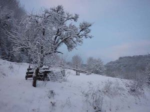 Ausblick in Winterlandschaft - Bild 26: Ferienwohnung Delattre in der Südeifel