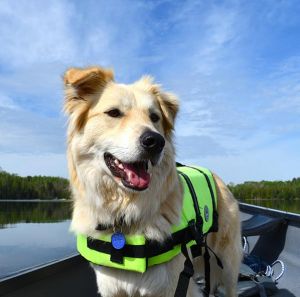 Erkunden Sie die Umgebung auf dem Wasser gemeinsam - Bild 15: Ferienhaus Swölke mit eigenem eingezäunten Garten - Feldberger Seenplatte