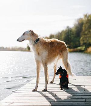 Bild 14: Ferienhaus Swölke mit eigenem eingezäunten Garten - Feldberger Seenplatte