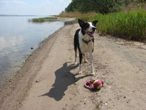 Bild 3: Ferienhaus Stahlbrode Nr. 192, ca. 100m zum Wasser, Zaun, Hunde willkommen