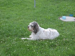 Bild 19: Galerie Fewo "Widercherie" 1 OG, 2 Pers. Balkon, w-lan